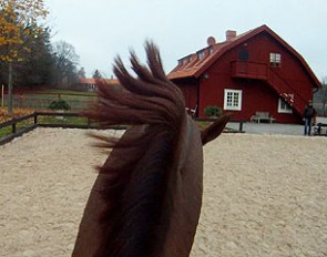 A saddle cam shot of Favourit being schooled by Tinne Vilhelmson at home at Lovsta Stutteri in Sweden