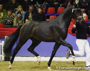 For Romance (by Furst Romancier x Sir Donnerhall), the beautiful champion of the 2011 Oldenburg Stallion Licensing