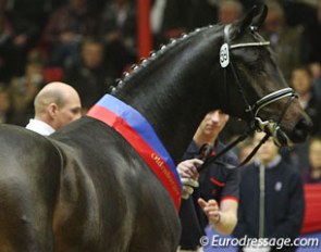 For Romance, champion of the 2011 Oldenburg Stallion Licensing :: Photo © Astrid Appels