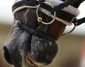 The flash noseband (with crank) is the most commonly used noseband in dressage :: Photo © Astrid Appels
