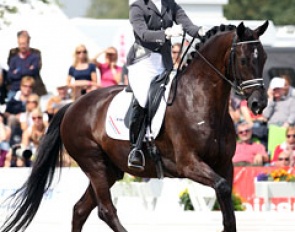 Alonzo at the 2011 World Young Horse Championships in Verden :: Photo © Astrid Appels