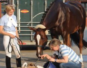 In October Nadine Capellmann took Girasol to a show in Willich to start competing her again after a three-month break. After the test, grooms Sabine helped Girasol and Nadine's dogs, Lilly and Smilla, share a bucket of water. 