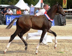 Hero K (by Charmeur x Silvano N) is the 2012 KWPN Foal Champion