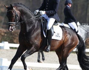 Lennart Bos on the gorgeous Crespo (by Vivaldi x San Remo). The bay stallion still needs to gain in strength behind and has a tendency to be more active behind with his right leg. He had a very good walk with much overstep