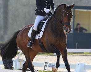 Sofie van Vugt on Cidamorka (by Jazz x Zuidhorn). This bay mare was certainly one of the most talented of the day. Elegant horse with a super hindleg in canter, much cadence in trot and good ground cover in walk