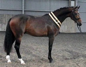 Flashpoint, champion of the 2012 British Warmblood Stallion Licensing