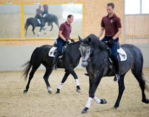 Young Lippizaners in training at the Heldenberg equestrian centre