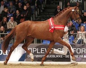 Zorba Hojris, champion of the 2012 Danish Warmblood Stallion Licensing :: Photo © Ridehesten.com