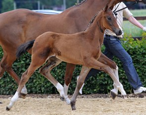 The winning colt by Dante Weltino x Silvio at the Lodbergen Foal Show :: Photo © Tanja Becker