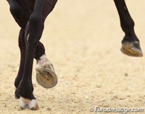 Dressage horse hooves
