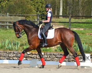 Virginie Mathys training her 8-year old small tour horse Sohnlein Spezial (by Shakespeare in Love x Rabino) in the Norbert van Laak clinic