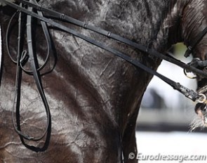 Veins emerging on a Grand Prix dressage horse :: Photo © Astrid Appels