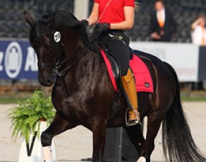 Morgan Barbancon schooling Painted Black in the main arena