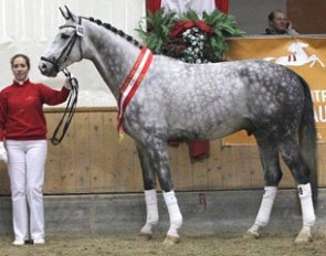 Del Magico, champion of the 2012 Austrian Warmblood Stallion Licensing :: Photo © Pferdeportal.at