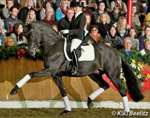 Furstenball (by Furst Heinrich x Donnerhall) is one of the most popular breeding stallions in Germany with a full book in 2011 :: Photo © Kiki Beelitz