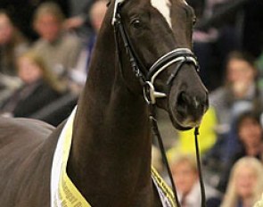 Quattoleur (now named Quantensprung, by Quando Quando x Donnerhall) was the talk of the town at the 2012 Hanoverian Stallion Licensing :: Photo © Christina Beuke