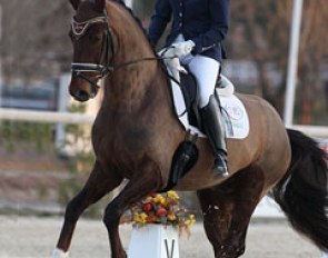 British Hannah Biggs on her youngster Don Caledonia (by Don Schufro x Welt Hit II)