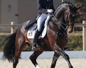 Antiguan Emily Ward Hansen and Picobello qualified for the 2012 Olympic Games. This pair got their final points for the Olympic Rider Ranking at the CDI Vidauban :: Photo © Astrid Appels