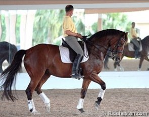 Lars Petersen schooling his second GP horse 14-year old DWB mare Mariett (by Come Back II x Sidney) :: Photo © Ridehesten.com