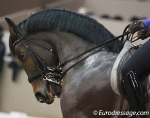 Horse being schooled at the 2013 CDI Drachten on Friday morning before the competition started :: Photo © Astrid Appels