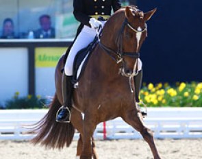 Saskia Lieben-Seutter on Du Soleil (by De Niro x Caprimond). The Austrian rider competed the gelding at the World Young Horse Championships, then he sold to Sven Rothenberger but was returned. The pair is now showing at PSG level.