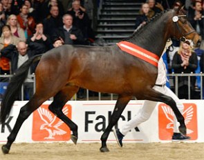 Blue Hors Zee Me Blue (by Zack x Don Schufro), Champion of the 2013 Danish Warmblood Stallion Licensing