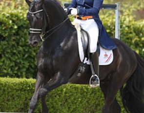 Dana van Lierop on the Oldenburg licensed stallion Sting (by Sunny Boy x Rosier)