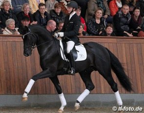 The 3-year old stallion St. Schufro, a crowd-favourite and one of several licensed 2,5 year olds at the 2013 Hanoverian Stallion Licensing in October 2013, that is is already breeding but not yet fully performance tested :: Photo © LL-foto