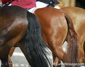 Strong hindquarters at the 2014 European Pony Championships :: Photo © Astrid Appels