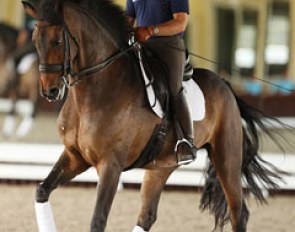 Chris Hickey on his new small tour horse, the gorgeous Danish warmblood gelding Ronaldo (by Romanov x Don Schufro)