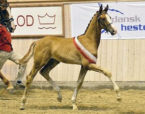 Strandagergards Sirocco was named Colt Champion at the 2014 Danish Warmblood Foal Championships :: Photo © Ridehesten