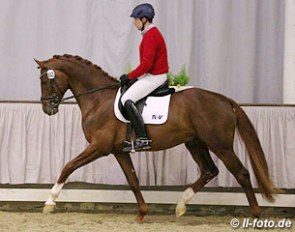 Fred the Red AS at the 2015 Westfalian Saddle Licensing :: Photo © LL-foto