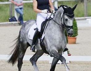 Belantis, German sport horse stallion by Benetton Dream – Expo’se - Rider: Beatrice Buchwald