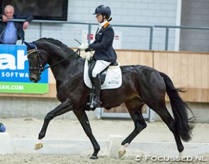 Dana van Lierop on Daily Diamond at the 2016 KWPN Stallion Competition in Ermelo :: Photo © Focussed.nl