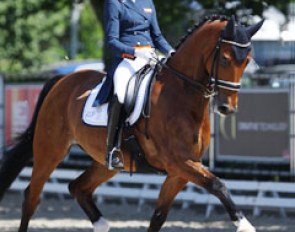Marieke van der Putten and the very talented Zingaro Apple. Their score got stuck at  67.560% as the horse was too tense and spooky in the test, which resulted in Van Der Putten riding him with the handbrake on