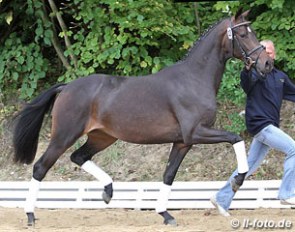 Best of All (by Bordeaux x Sir Donnerhall x Don Schufro) :: Photo © LL-foto.de