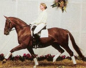 Brentina as a 3-year old at the 1994 Hanoverian Elite Auction in Verden