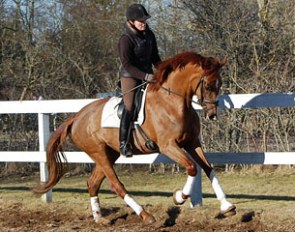 Donna Dee (by Don Schufro x Falsterbo)