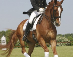 Heslegards Max, an ideal Junior/Young Riders' horse