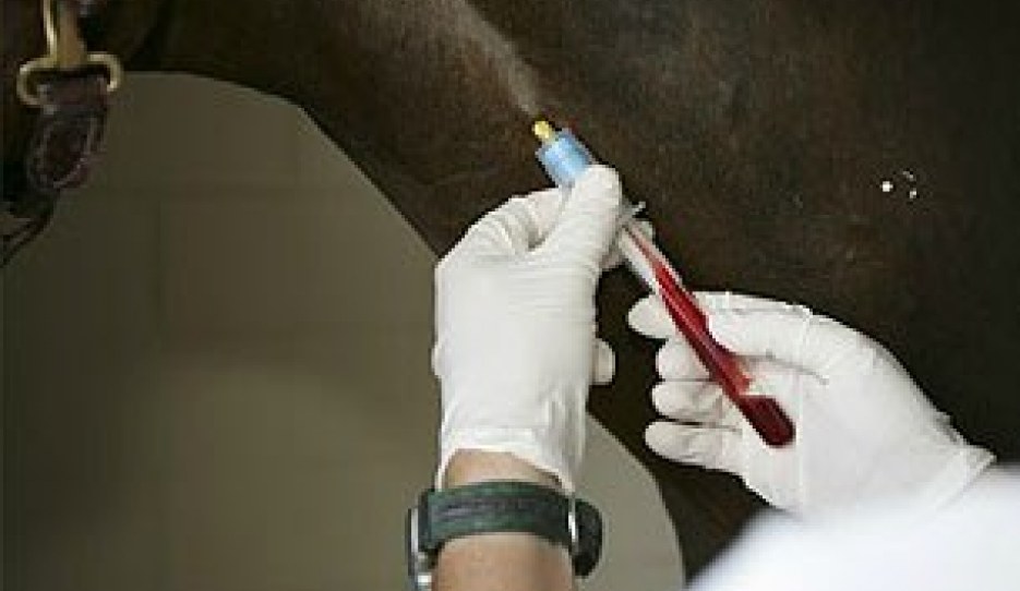 A horse getting tested for doping/medication :: Photo © Dirk Caremans