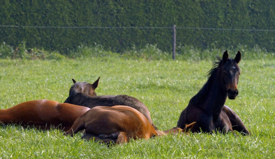 Sleeping yearlings :: Photo © Dirk Caremans