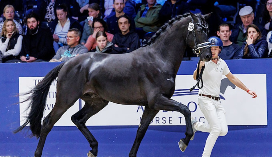 Reijerink's Revolution at the 2024 KWPN Stallion Licensing. He has been renamed Renzo after passing the performance test :: Photo © Dirk Caremans