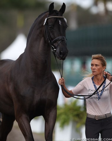 Leida Collins-Strijk with the formerly licensed KWPN stallion Fellini, now a gelding