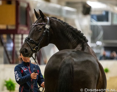 American Kasey Perry-Glass' 16-year old Danish warmblood gelding Gorklintgaards Dublet (by Diamond Hit x Ferro) is one to watch for a podium place
