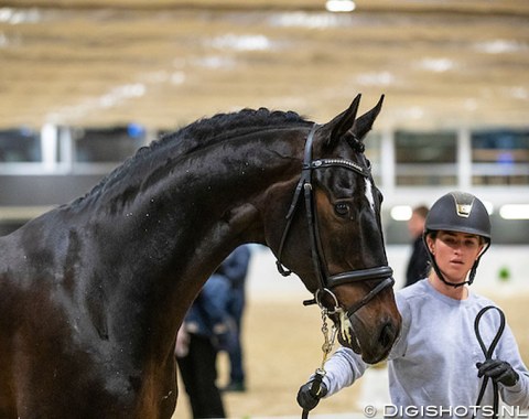 The youngest in the lot, the 26-year old French Morgan Barbançon Mestre, will ride her second, consecutive Finals on the 13-year old Oldenburg stallion Sir Donnerhall II (by Sandro Hit x Donnerhall)