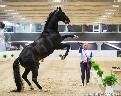 Regina Isachkina's 10-year old Rhinelander stallion Sun of May Life (by San Amour x Rubioso N) puts on a show at the horse inspection