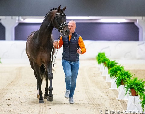 Jeroen Witte presents the 14-year old KWPN stallion Apache (by UB40 x Krack C) for his girlfriend Emmelie Scholtens