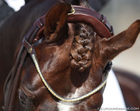 Beautiful forelock braid on Tailormade Red Rebel (by Romanov x Donnerhall)