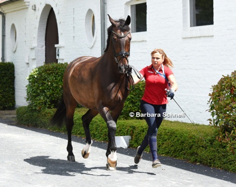 Dorothee Schneider trotting up Showtime at the horse inspection
