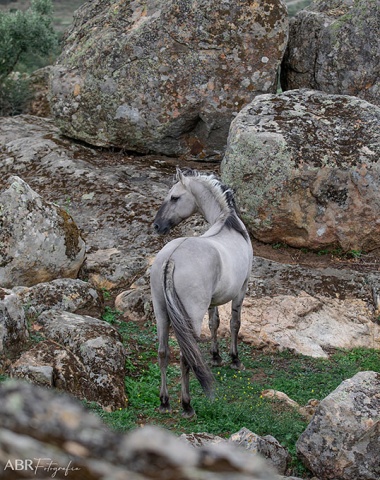 The rare breed of Sorraia horses, native to Portugal